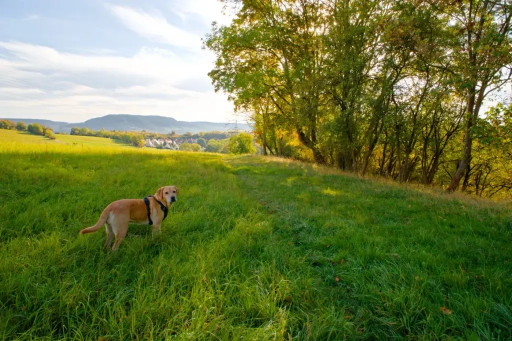 Wenn früh die Schmerzkrise dich weckt statt Kaffee 1 Hund auf der Wiese.